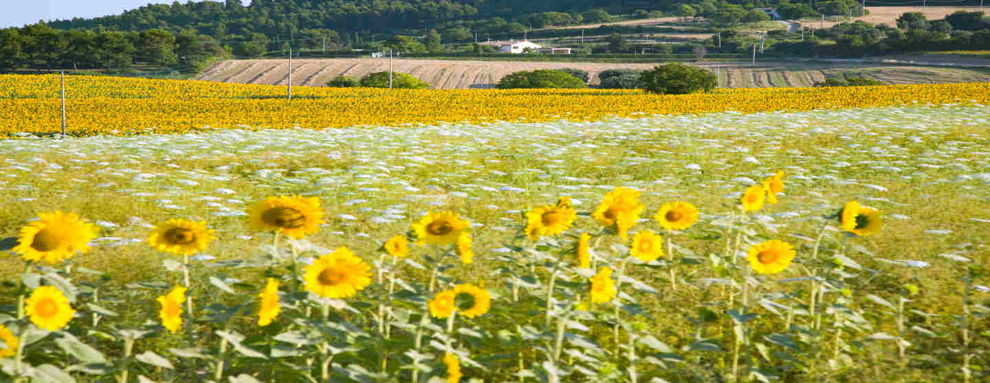 distese di girasoli a luglio