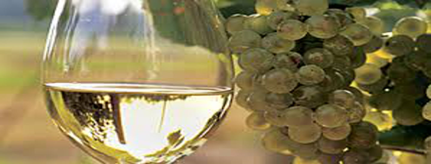 Verdicchio